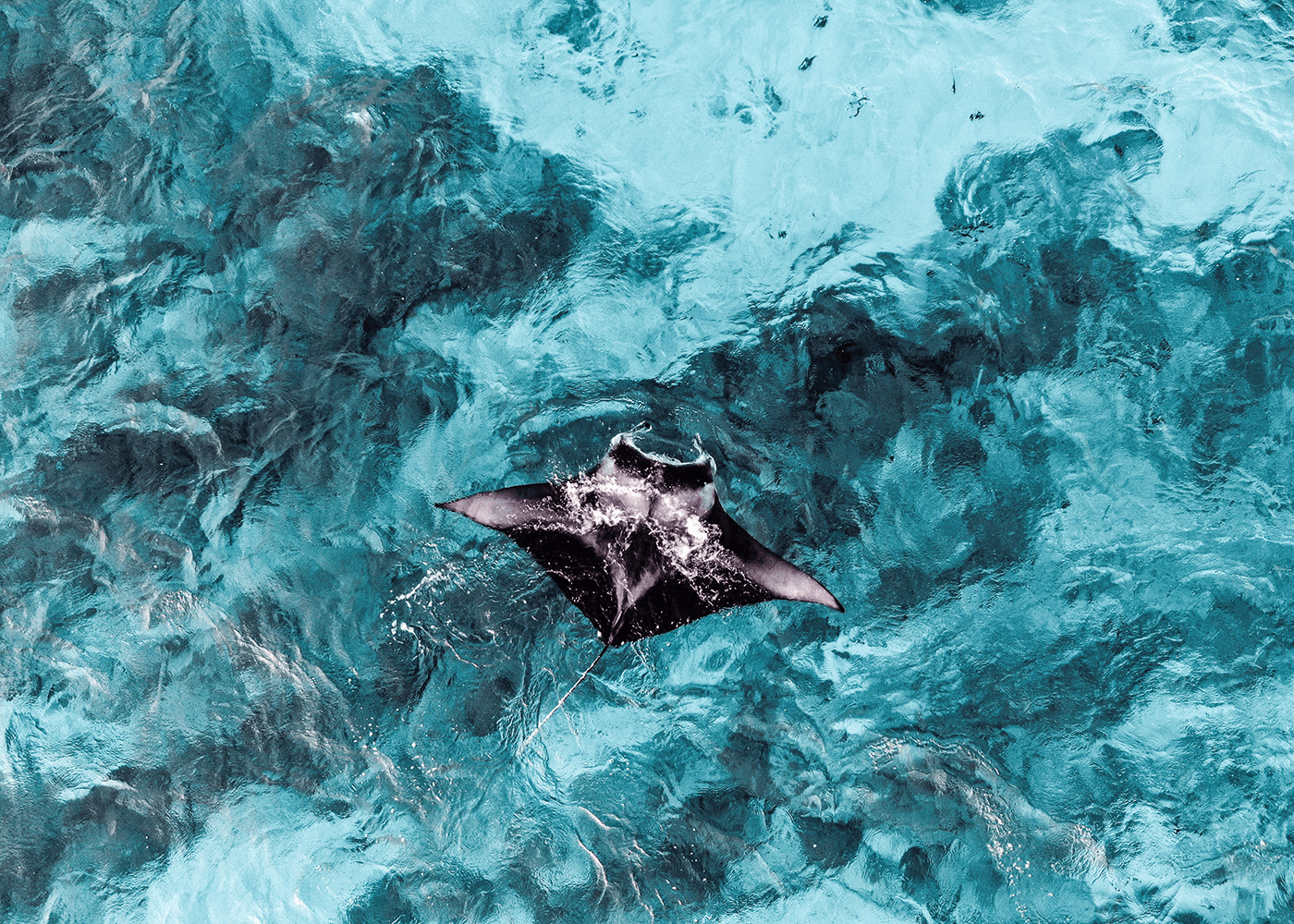 Swimming With Manta Rays In Fiji